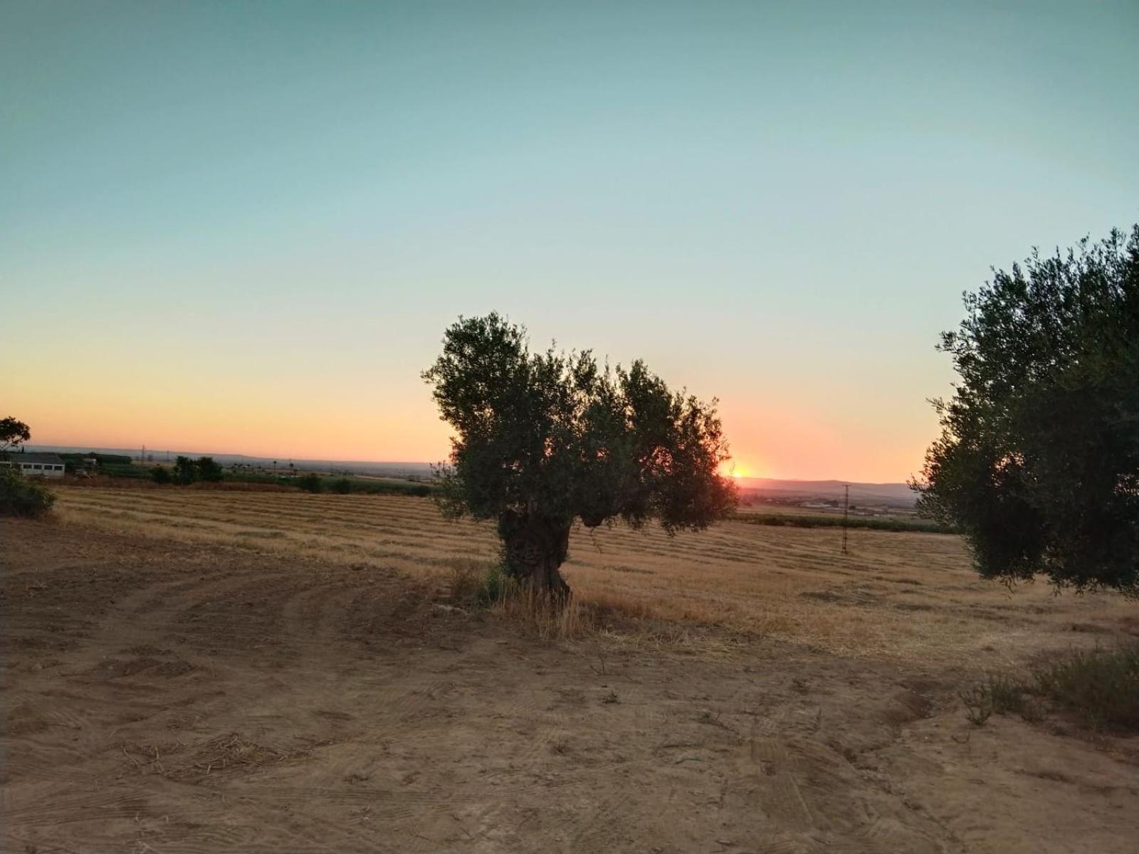 Casa Rural Cerro Campon Carmona  Exteriör bild